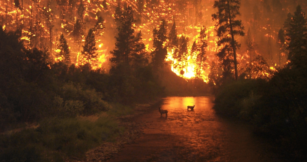 Wildfire Lawyer - Smoke and Fire Claims