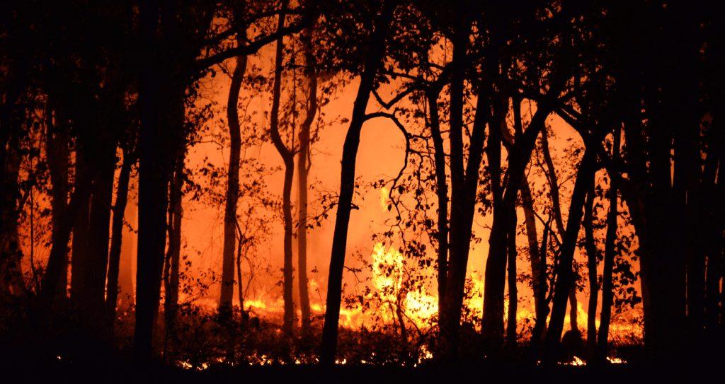 Wildfire Lawyer - Government Entity Claims